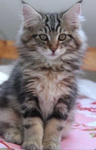 ÜCRETSİZ NORVEÇ ORMAN KEDİSİ, SARMAN., CALİCO YAVRU KEDİ SAHİPLENDİRME fotoğraf