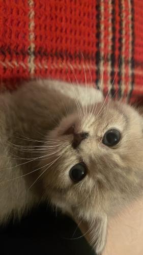 Pimpim ve pompom yavrularımız ömürlük yuva arıyor fotoğraf