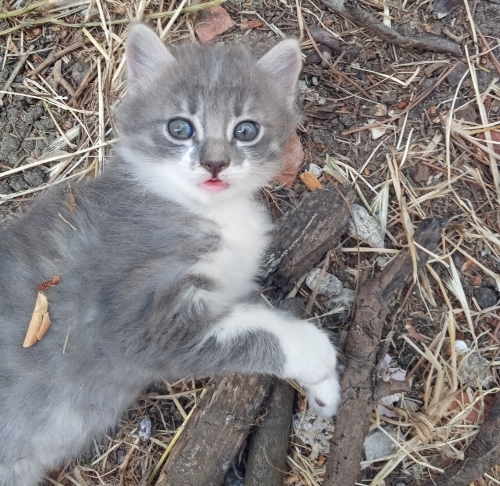 Acil yuva arıyor kucakta uyumaya ve oyun oynamaya bayılır fotoğraf