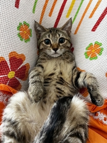 British Shorthair/Tekir kırması 4 Aylık oğlumuza kalıcı yuva arıyoruz. fotoğraf