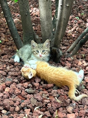 MİNİK KARDEŞLERE YUVA ARIYORUZ fotoğraf