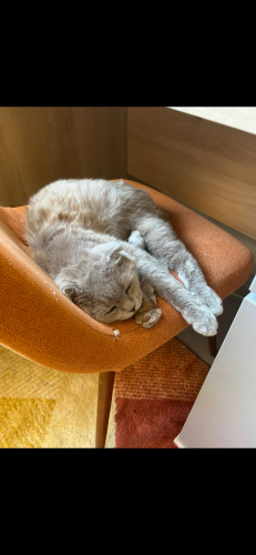 İki kere sokağa terk edilmiş bu masum cana onu çok sevecek bir yuva arıyoruz fotoğraf