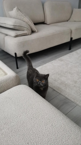 🐾 Pakize, sevgi dolu yuvasını arıyor! 🐾 fotoğraf