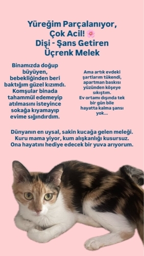 Ankara / Çok Acil! Bina Baskısı Yüzünden Sokağa Atılacak Şans Getiren Calico Kız fotoğraf