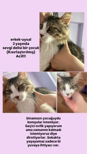 ANKARA / ÇOK ACİL! KISIRLAŞTIRILMIŞ, SEVGİ DELİSİ UZUN TÜYLÜ OĞLUMUZ SOKAĞA DÜŞM fotoğraf