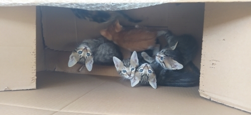 1 aylık altı kardeş kediler fotoğraf