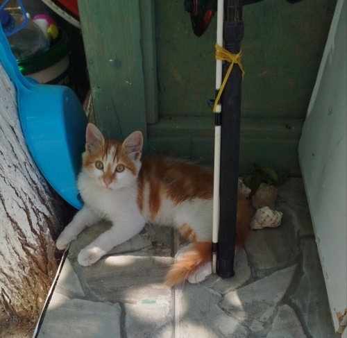 SİMBA ÖMÜRLÜK YUVASINI ARIYOR fotoğraf