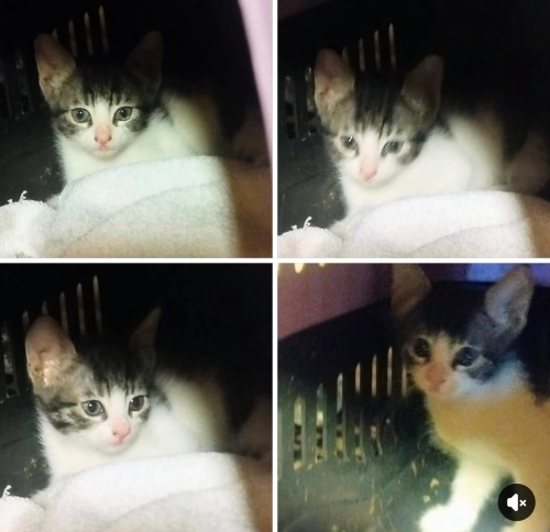 Minnoş yuva arıyor fotoğraf
