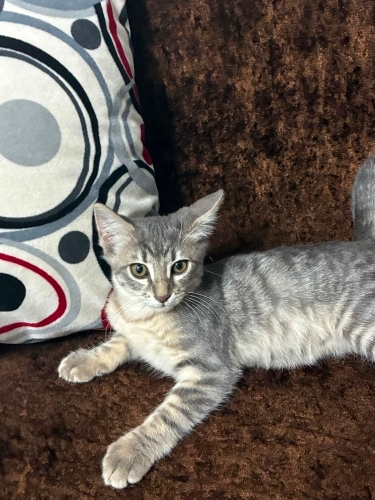 Silver Tabby Yavru Minnoş (Domestic Shorthair) fotoğraf