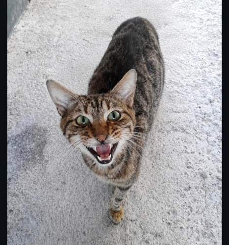 Mercan gibi gözler fotoğraf