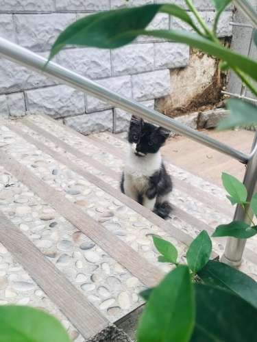 Site bahcesinde istenmiyor fotoğraf