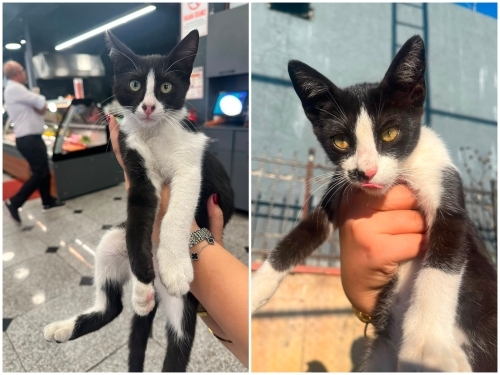 BEBEK KARDEŞLER SOKAKTA fotoğraf