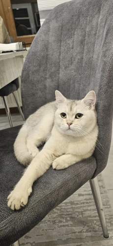 Uslu ev kedisi, sahiplendirmek istiyoruz fotoğraf