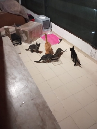 Toplu Kedi İlanı fotoğraf