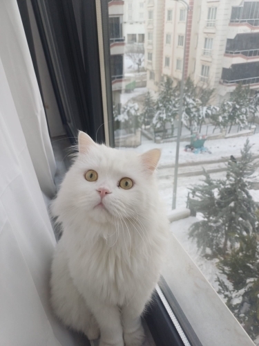 British longhair beyaz kısır kedi fotoğraf