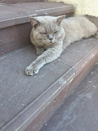 Kalıcı yuva aranıyor fotoğraf