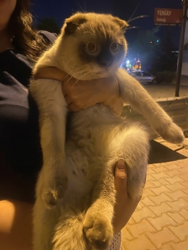 İsmi yok sokağa bırakılmış acil yuva fotoğraf