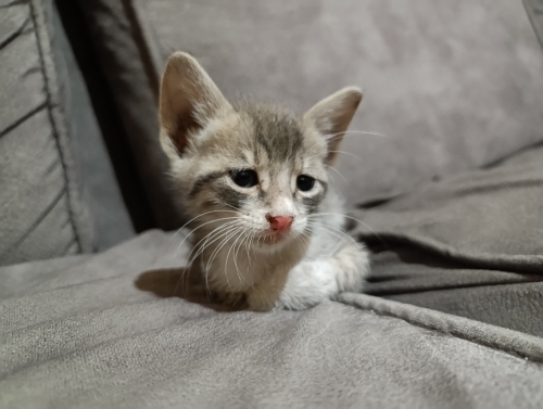 KİRLİ'YE ACİL YUVA! 🐾 fotoğraf
