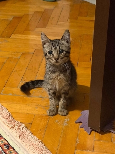 Sevgı arsızı kendini cok sevdiriyor uysal asıları tam hiç sokagı bilmiyor fotoğraf
