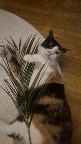 Mama destekli sahiplendirme fotoğraf