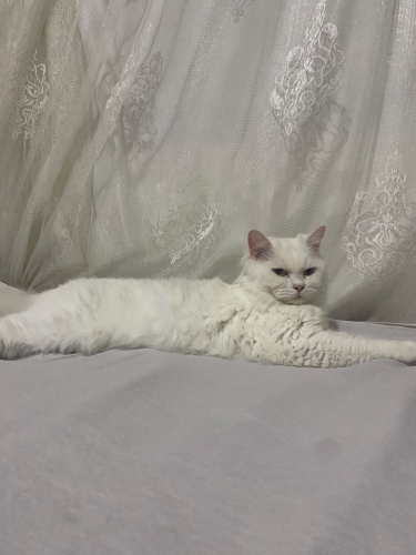 Lilya kedim kayboldu fotoğraf