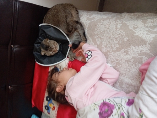 Bitene agır geldi için anne bana kalacak yavrusunu vermek sahiplendirmek istiyo fotoğraf