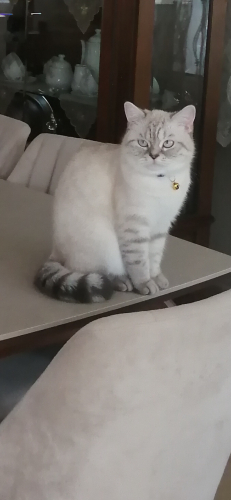 Adı gibi Asil kızıma ücretsiz yuva arıyoruz fotoğraf