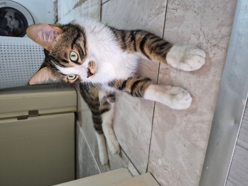 Uysal ve uyumlu kısırlaştırılmış tekir kedi fotoğraf