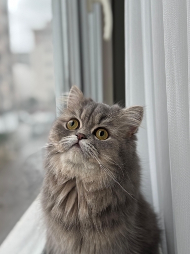 Çok sevecen ev kedisi fotoğraf