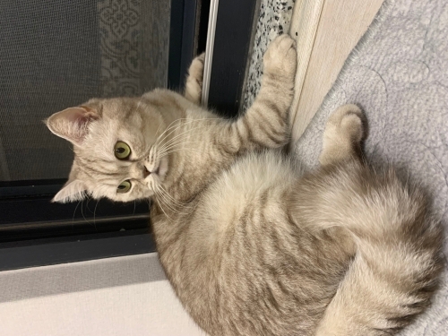 Cana yakın akıllı fotoğraf