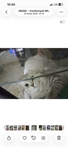 Tosunuma ücretsiz yuva arıyoruz fotoğraf