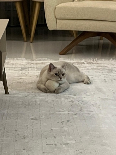 Sevgili kedimiz Oscar'ı sahiplendiriyoruz. fotoğraf