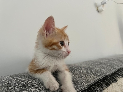 Bihter'e ömürlük yuva arıyoruz fotoğraf