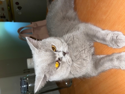 Sevimli tatlı 4 yaşında kedimi ömürlük yuva arıyor fotoğraf