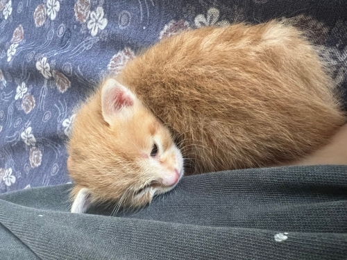 annesiz sarman bebek fotoğraf
