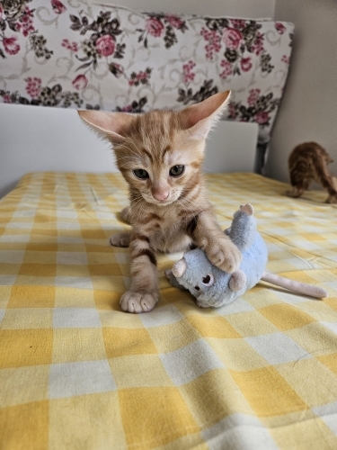 DİŞİ VE ERKEK SEVGİ TANELERİ..!! fotoğraf