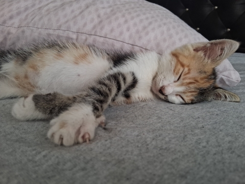 2 3 aylık dişi kedi fotoğraf