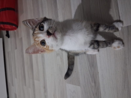 2 3 aylık dişi kedi fotoğraf