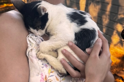 🐾 ACİL YUVA ARANIYOR – 3 AYLIK ERKEK YAVRU 🐾 fotoğraf