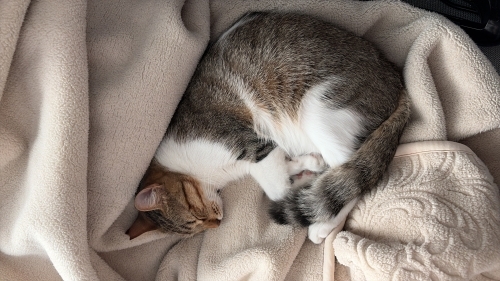 Üç yaşında bebekliğinden beri evde bakılmış çipli kedi fotoğraf