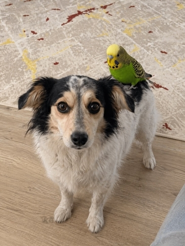 Sevgi Dolu Kız Yeni Yuvasını Arıyor 🐾 fotoğraf