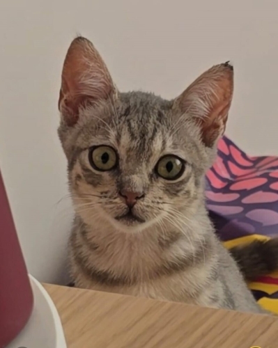 Sokağa Dönmek Zorunda Olan Masum fotoğraf