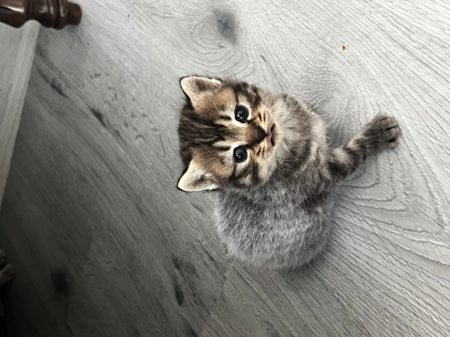 Kedi sahiplendirme fotoğraf