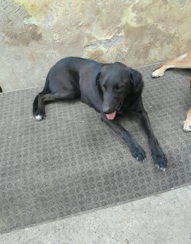 AŞILARI TAM, KISIR VE ALAN KORUMALI LABRADOR..!! fotoğraf