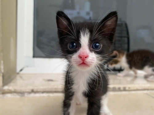 ACİL YUVA - 1,5 aylık annesiz bebek fotoğraf
