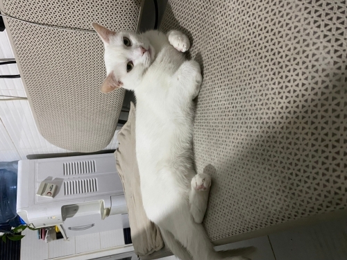 🤍 Pamuk Gibi Bembeyaz, Sevgi Dolu Bir Yuva Arıyor 🤍 fotoğraf