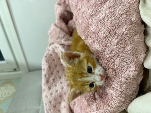 1-2 aylık erkek yavru dünya tatlısı 🥹 fotoğraf