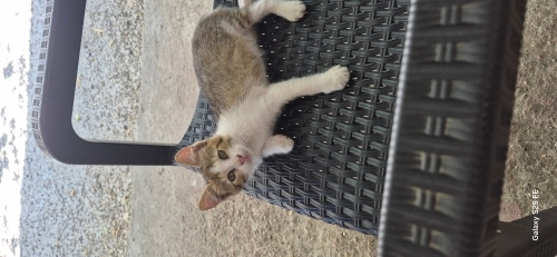 Çok Acil yuva korunmaya muhtac çok minik fotoğraf