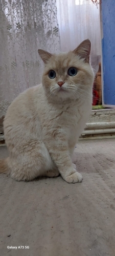 6 aylık Uysal kızımıza takip şartlı yuva arıyorum. fotoğraf