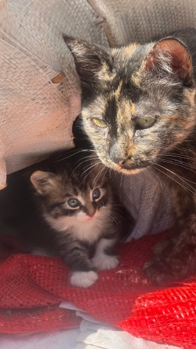 Yavru kedi oyuncul fotoğraf
